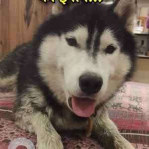 A White and Grey Husky Dog Missing from Sector 85, Faridabad-2