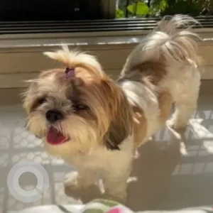A White-Brown Mix Shih Tzu Dog Missing from Kharghar, Navi Mumbai