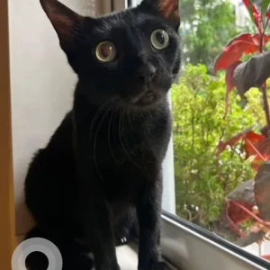 Male Domestic Cat Adoption for Adoption in Mumbai