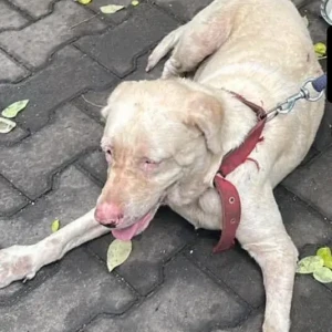 A White-Brown Mix Indie Dog Found from Saligramam, Chennai-2