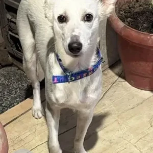 A White Indie Dog Found from B7 safdarjung enclave