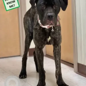 A Black Cane Corso Dog Found from Overlook Dr East/ Elm