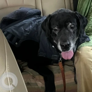 A Black Indie Dog Found from Khan Market