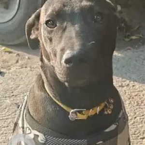 A Black Indie Dog Missing from Pratap nagar, Andha Mugal
