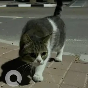 A Dusky Domestic Shorthair Cat Found from street 21 in Jumeirah 2