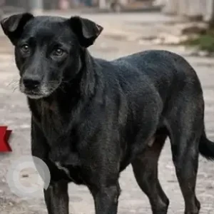 A Black Indie Dog Missing from Shrinagara Bakery