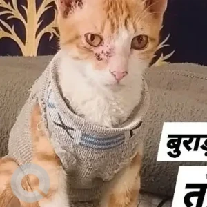 A Orange Ginger cat Cat Missing from Burari