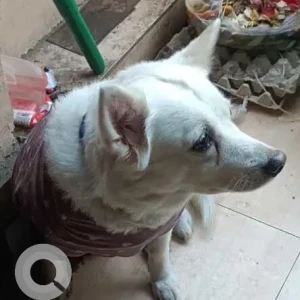 A White Pomeranian Dog Found from RPS restaurant Savitri Nagar-2
