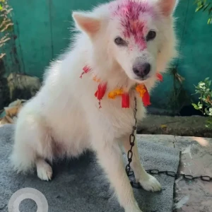 A White Indian Spitz Dog Missing from Pipalla Area
