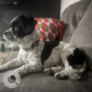 A Black and White Terrier X Dog Missing from Connell Ave/East Ashland