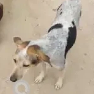 A White-Brown Mix Indie Dog Missing from Meenakshi Greens, Bannerghatta-2