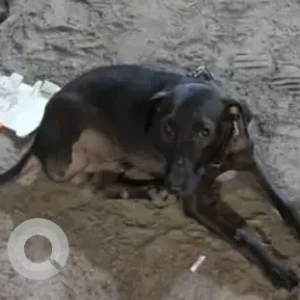 A Black Indie Dog Missing from Selaiyur Police Station Area