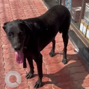 A Black Indie Dog Found from Naresh Plywood Green hill-2