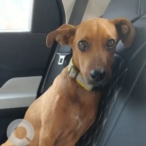 A Brown Indie Dog Missing from J. P. Nagar, Bengaluru