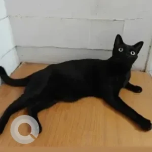 A Black Indie Cat Missing from Mathikere, Sahana dental clinic-2
