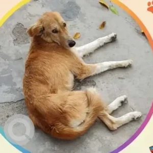 A White-Brown Mix Indie Dog Missing from Sector40, Block A