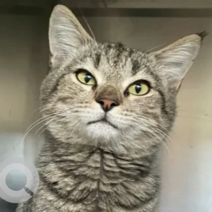 A Grey Domestic Shorthair Cat Found from Al Zeina