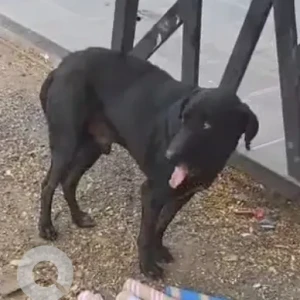 A Black Indie Dog Found from Sindh Colony, Pune-2