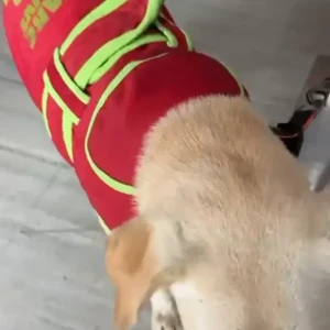 A Light Brown Labrador Dog Found from Saket Neb Sarai-3