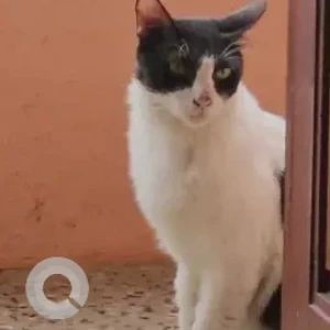 A Black and White Domestic Shorthair Cat Missing from Rotler's Street, Choolai