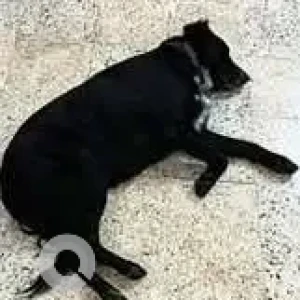 A Black and White Indie Dog Missing from Subhash Nagar Colony, Shukrawar Peth-3