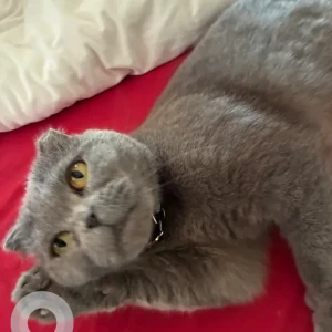 A Grey scottish fold mix Cat Missing from Karol Bagh, New Delhi