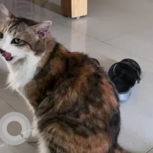 A White-Brown Mix Indie Cat Missing from Regency Magnum society, Hennur-3