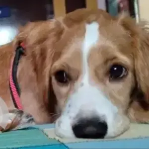A White-Brown Mix Indie Dog Missing from Ballayya Sastry Layout