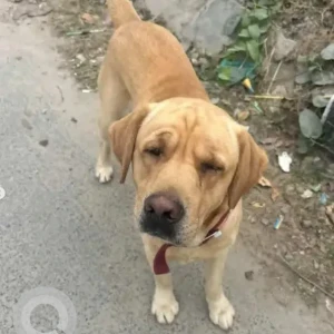 A Brown Labrador Dog Found from Anjanapura