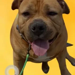 A Brown Pitbull Mix Dog Missing from Stanley St and Kelsey St Area