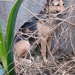 A Black and Brown Indie Dog Found from Pocket F, Gangotri Enclave