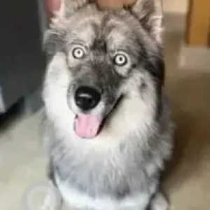 A Grey-White Mix Husky Dog Missing from Kattriuppe 43A Bus Stop