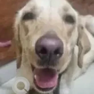 A White Labrador Dog Found from Hulimavu, Bengaluru