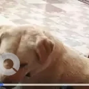 A White Labrador Dog Missing from Kumbar Koppalu-2