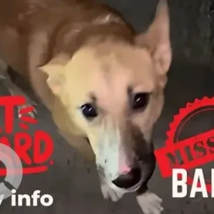 A Brown Indie Dog Missing from C.V. Raman Nagar