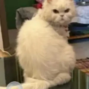 A White Persian Cat Missing from New Delhi
