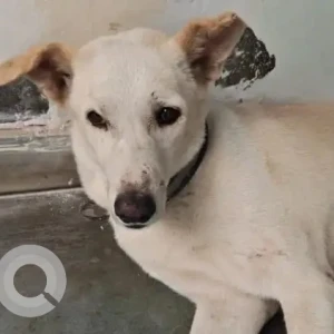 A White Indie Dog Found from New Delhi, New Delhi-2
