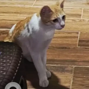 A White-Brown Mix Calico Cat Found from Bengaluru
