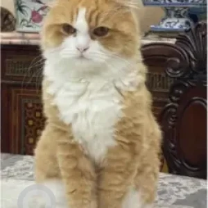 A White-Brown Mix Persian Cat Missing from Al Nahyan Camp