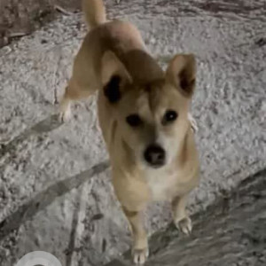A White-Brown Mix Indie Dog Missing from Pramodha Layout, Bengaluru