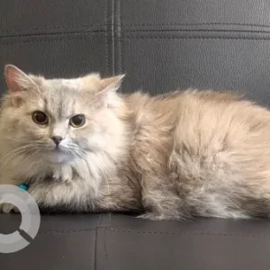 A White-Brown Mix Persian Cat Missing from Suncity Hospital area-2