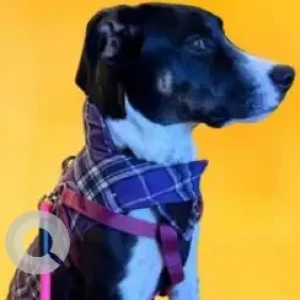 A Black and White lab mix Dog Missing from saw mill rd/woodland rd