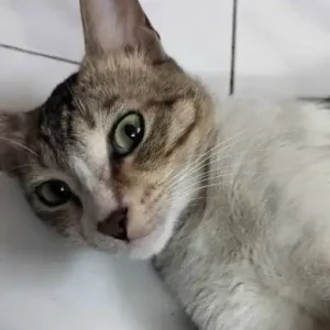 A White-Brown Mix Indie-tabby Cat Missing from Vikhroli Park site, BMC colony