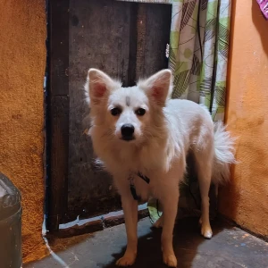 A White Spitz Dog Found from Malviya Nagar