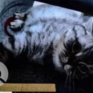 A Grey Silver tabby Cat Missing from Lulu Residence, Jumeirah Garden City