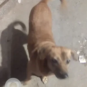 A Brown Indie Dog Missing from Hauz Qazi Chowk