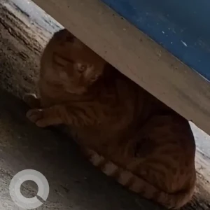A Orange Ginger Cat Found from Wellcare Chemist, Oshiwara, Andheri West-2
