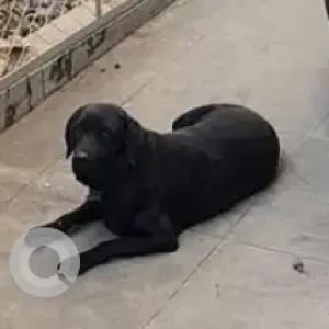 A Black Labrador Dog Found from OMBR Layout Banaswadi