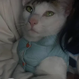 A White and Grey Domestic Shorthair Cat Missing from Nepaltar, Tarkeshwor