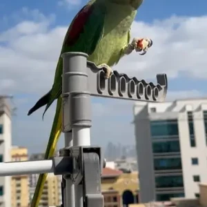 A Green Alexandrine parrot Bird Found from Al Barsha 1-2